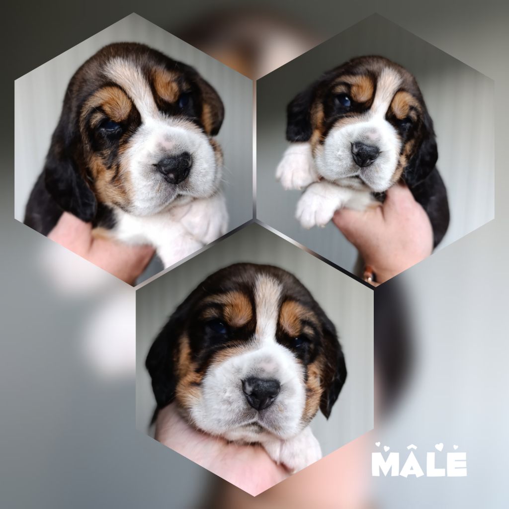 Daisy Baron - Chiots disponibles - Beagle