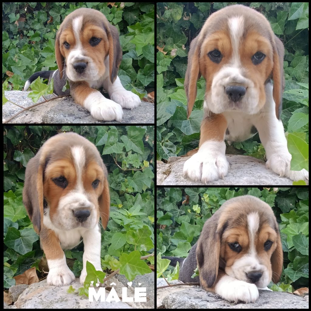 Daisy Baron - Chiots disponibles - Beagle