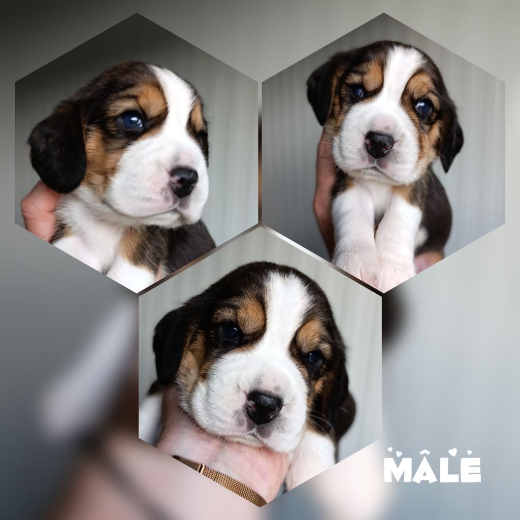Daisy Baron - Chiots disponibles - Beagle