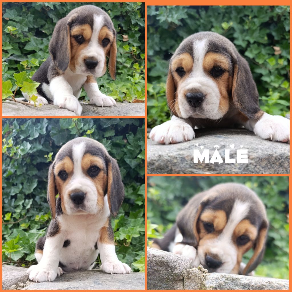 Daisy Baron - Chiots disponibles - Beagle