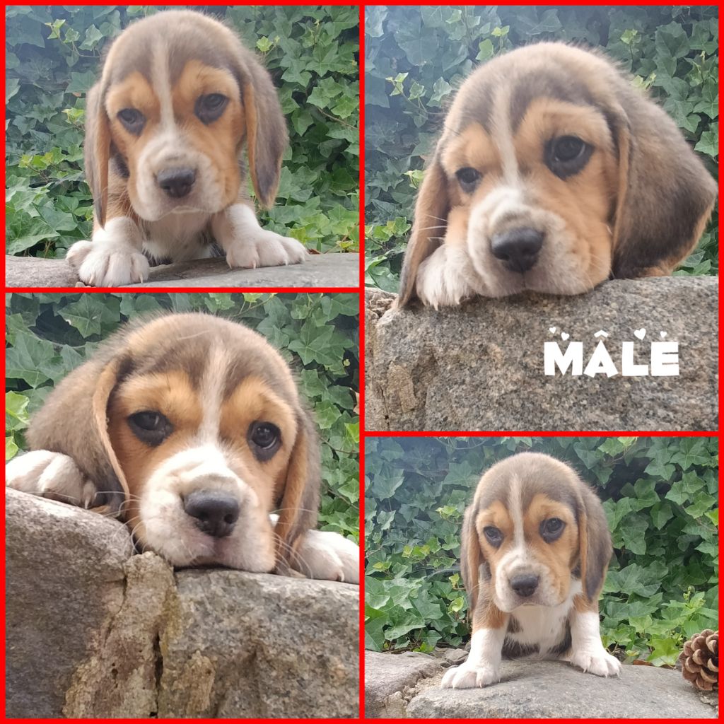 Daisy Baron - Chiots disponibles - Beagle