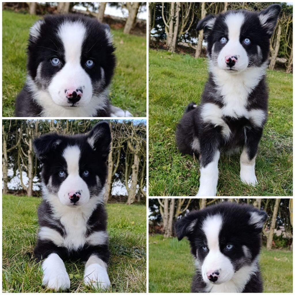 Daisy Baron - Chiots disponibles - Laika de iakoutie