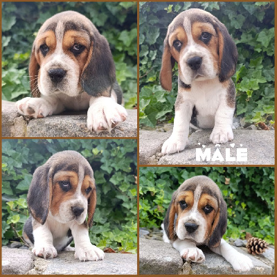 CHIOT 4