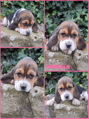 CHIOT 6