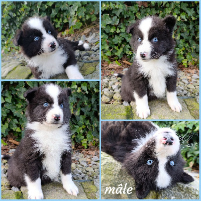 CHIOT 2
