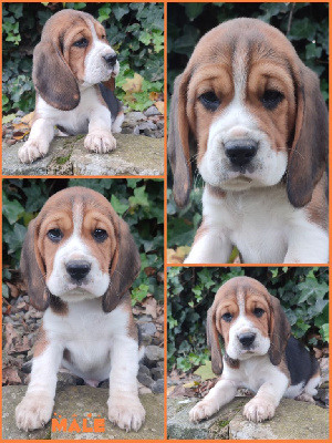 CHIOT 1