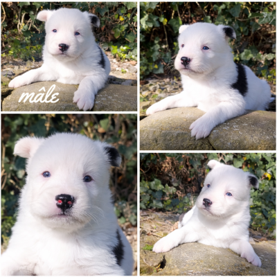 Chiot N°2