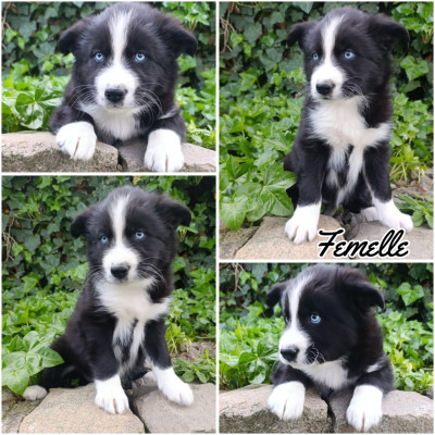 Chiot N°5