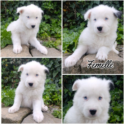 Chiot N°6