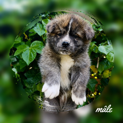 Chiot N°1