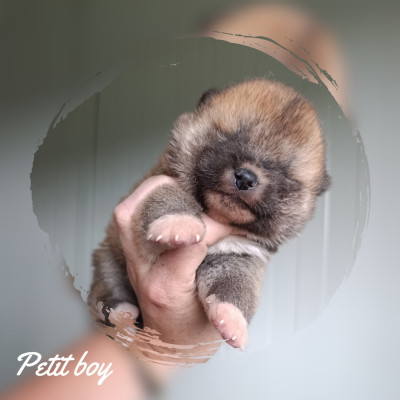CHIOT 4