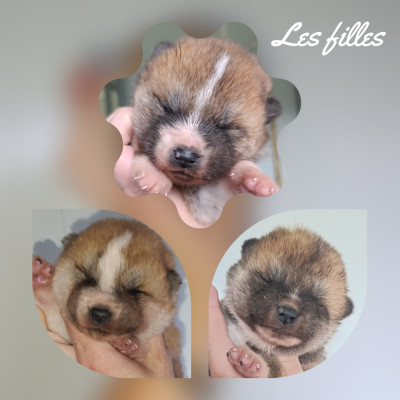 CHIOT 1