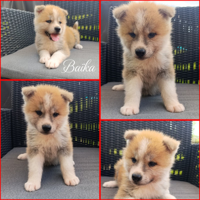 CHIOT 1