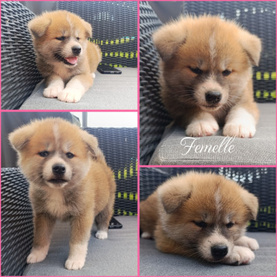 CHIOT 2