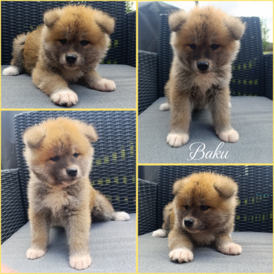 CHIOT 4