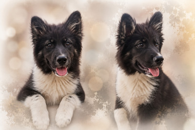 Chiot N°2