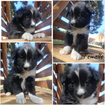 Chiot N°8
