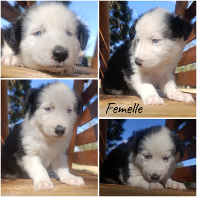 Chiot N°6