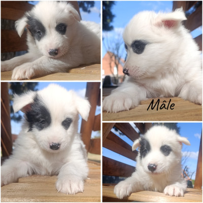 Chiot N°3