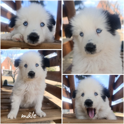 Chiot N°1