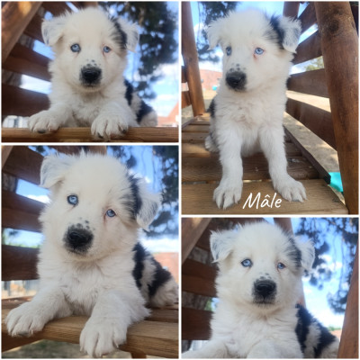Chiot N°2