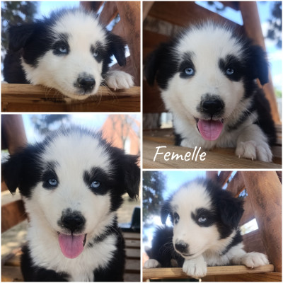 Chiot N°5