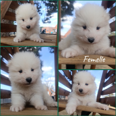 CHIOT 1
