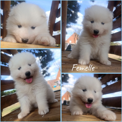 CHIOT 2