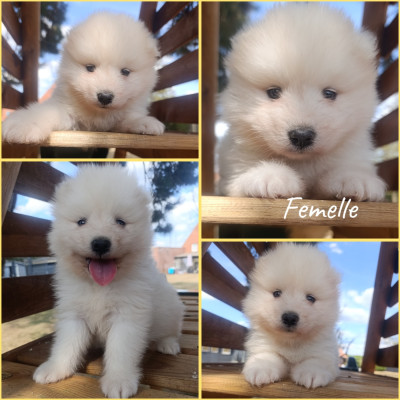 CHIOT 3