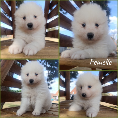 CHIOT 4