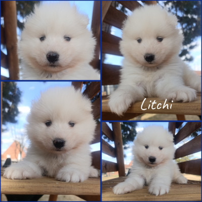 CHIOT 5
