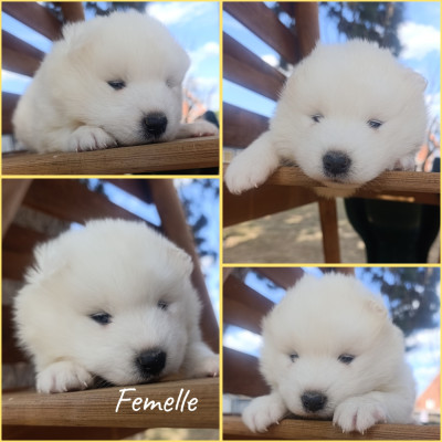 CHIOT 1