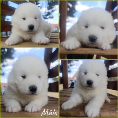 CHIOT 5