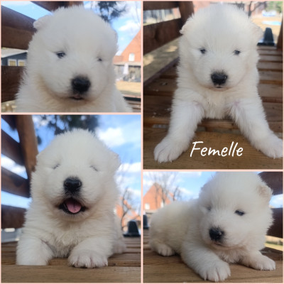 CHIOT 2
