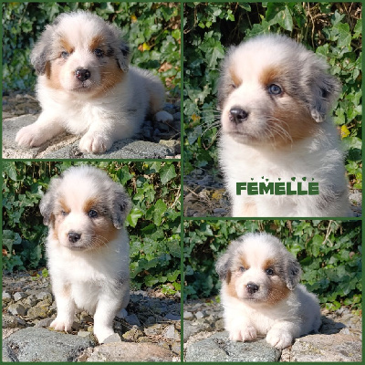CHIOT 3