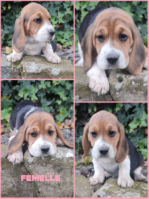 CHIOT 5