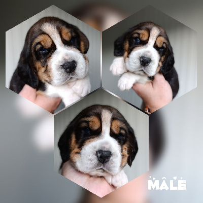 CHIOT 5