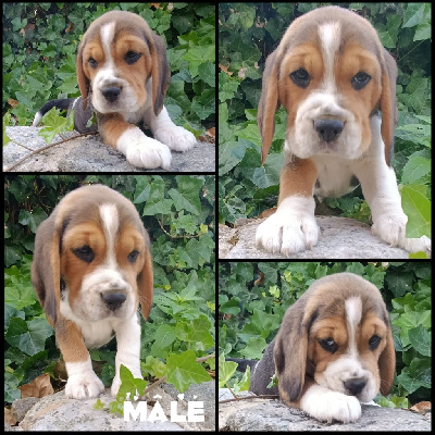 CHIOT 5