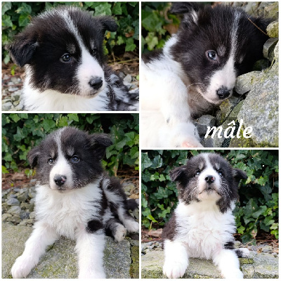 CHIOT 1