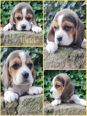 CHIOT 2