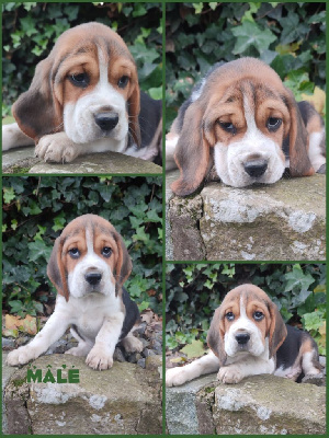 CHIOT 3