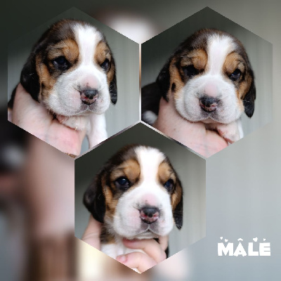 CHIOT 1