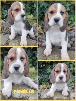 CHIOT 4