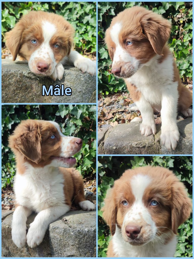 Daisy Baron - Chiots disponibles - Berger Australien