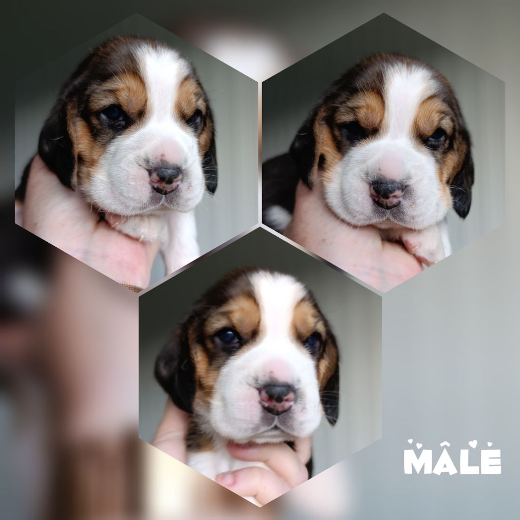 Daisy Baron - Chiots disponibles - Beagle