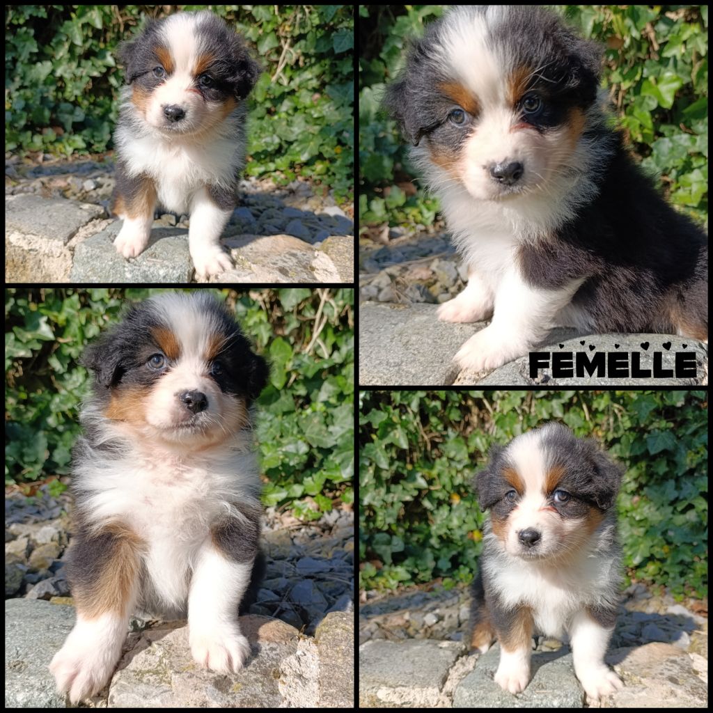 Daisy Baron - Chiots disponibles - Berger Australien