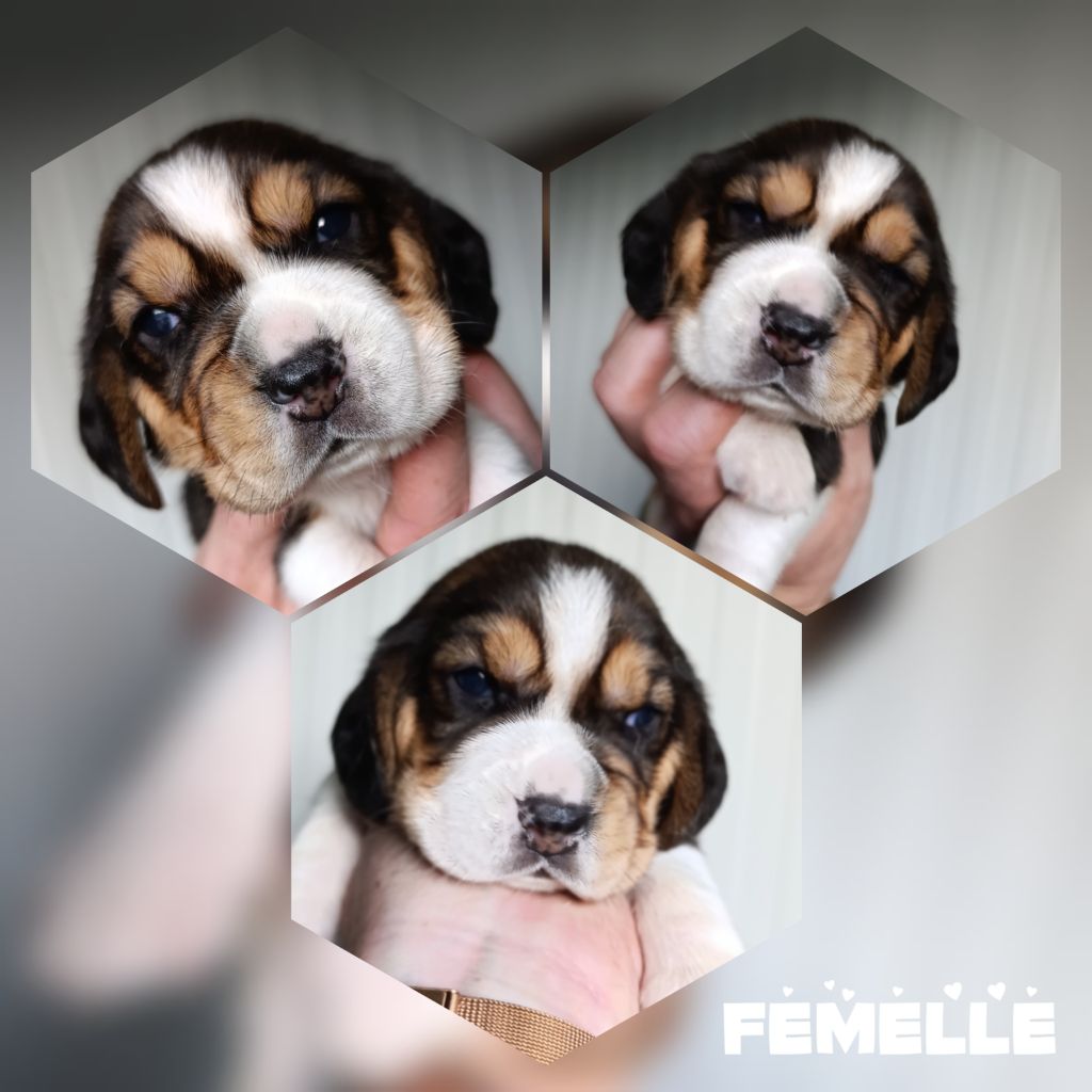 Daisy Baron - Chiots disponibles - Beagle