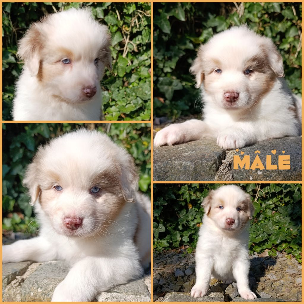 Daisy Baron - Chiots disponibles - Berger Australien