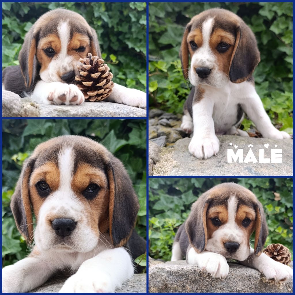 Daisy Baron - Chiots disponibles - Beagle